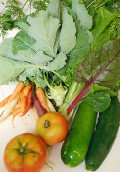 We got... Carrots, kohlrabi, chard, kale, cucumber, zucchini, tomatoes, and (not pictured here because it got lost in the folds of my canvas tote bag until later) garlic