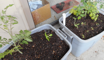 If you can't spot the arugula, that's OK. It's tiny. If you can't spot the arugula, that's OK. It's tiny.