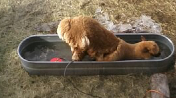 This is an alpaca trying to take a bath. Click to see other alpaca being cute.