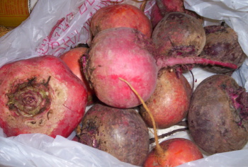 These are not even close to being the largest of the beets we dug up today. Some of the chioggias were almost basketball-sized.