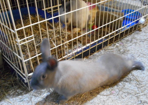 Bunny yoga.