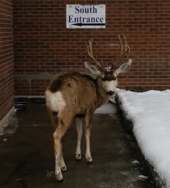 They often wander through, flicking an ear in courteous greeting as they pass.