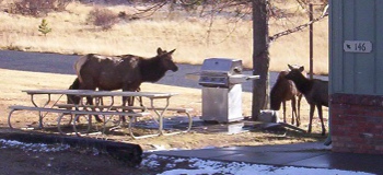 The elk have the event center surrounded.