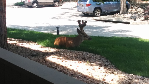 Buck chillin' on the lawn. Buck chillin' on the lawn.