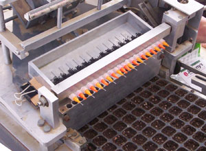 Planting leeks by automation. Planting leeks by automation.