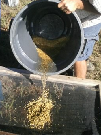 Letting gravity separate the good seeds from the chaff. Letting gravity separate the good seeds from the chaff.