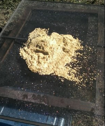 Clean seeds! Clean seeds!
