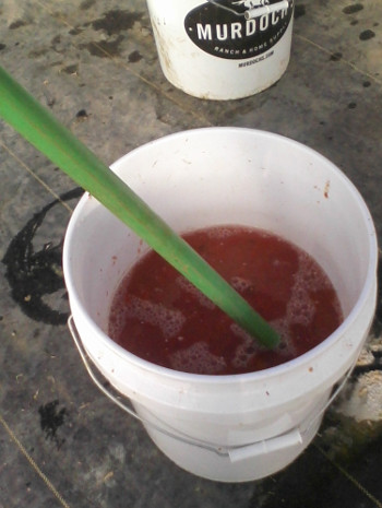 With witch's broomstick, stirring the witch's brew. Said brew was probably of the tomato variety 'stupice'. With witch's broomstick, stirring the witch's brew. Said brew was probably of the tomato variety 'stupice'.
