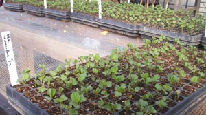 20-day-old broccoli seedlings 20-day-old broccoli seedlings