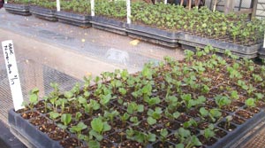 20-day-old broccoli seedlings