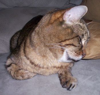 Soundtrack: Absurdly loud purring. Soundtrack: Absurdly loud purring.